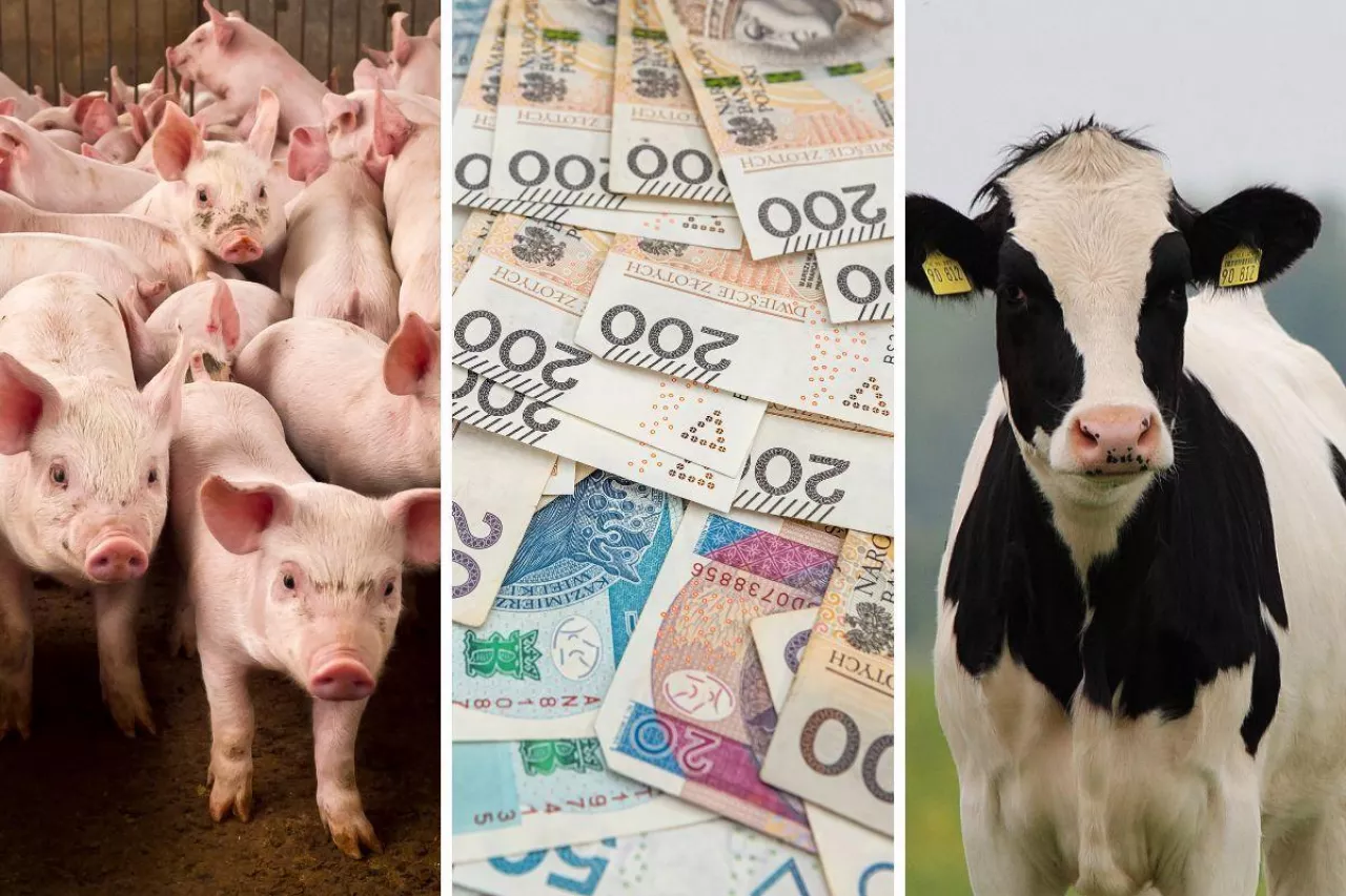Rolnicy dostaną dopłaty do 70 proc składki na ubezpieczenie zwierząt
