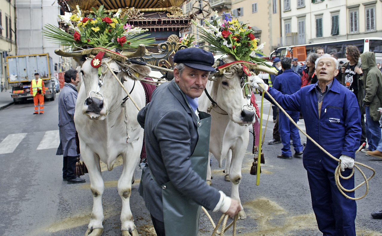 Wielkanoc we Florencji, czyli procesja z białymi bykami ciągnącymi „ognisty wózek”