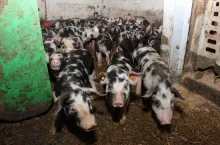 Zwierzęta o prymitywniejszym genotypie ze względu na swój metabolizm charakteryzują się mniejszym zatrzymaniem azotu, a więc mniejszymi przyrostami niż współczesne rasy i linie świń