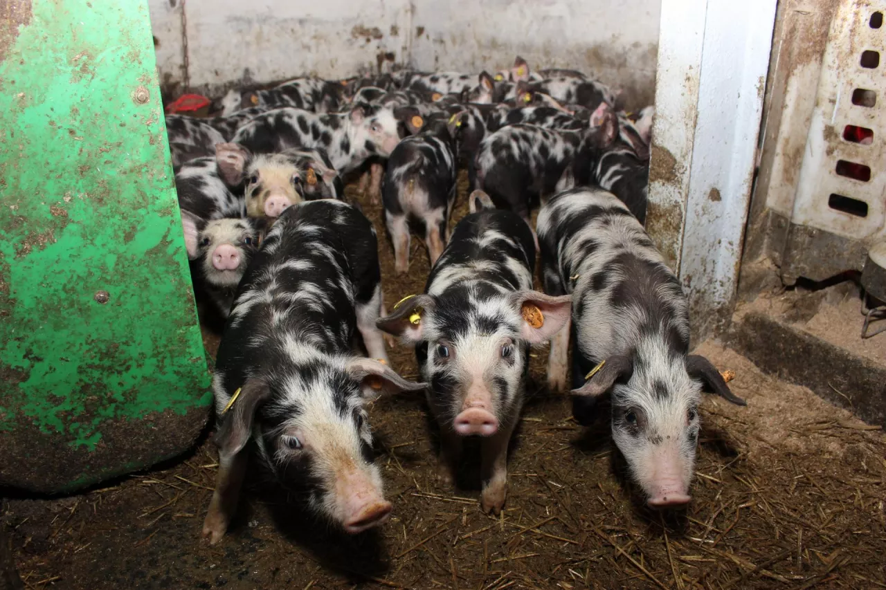 Zwierzęta o prymitywniejszym genotypie ze względu na swój metabolizm charakteryzują się mniejszym zatrzymaniem azotu, a więc mniejszymi przyrostami niż współczesne rasy i linie świń