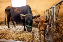 Matylda i Malinka - krowy ze Szreniawy