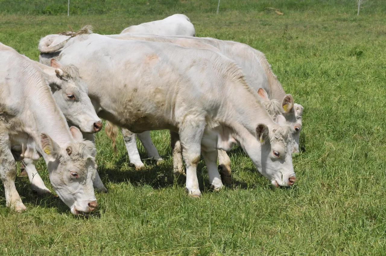 Dopłata do zakupionych mięsnych czystorasowych buhajów zależy także od średniego stanu krów w gospodarstwie