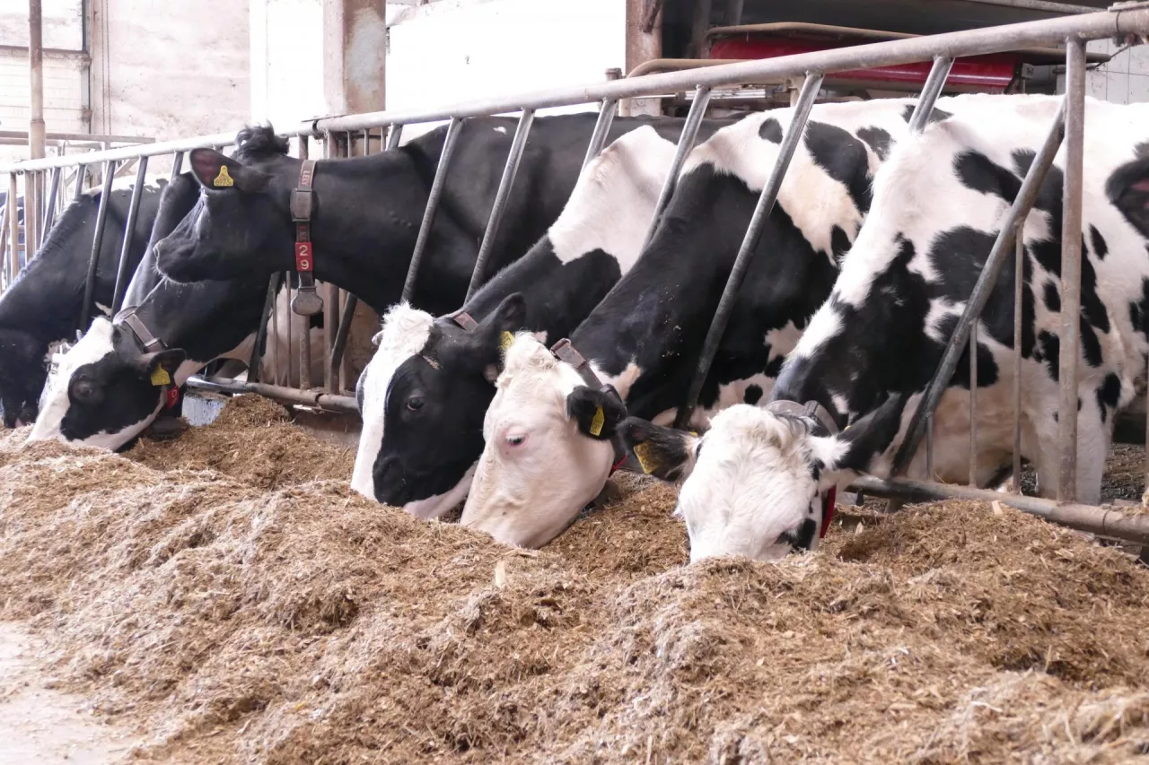 Władze informują, że nie ma zagrożenia dla zdrowia publicznego, a mleko z zakażonych gospodarstw jest niszczone i uspokajają, że całość przetwarzanego w mleczarniach mleka jest standardowo pasteryzowana.