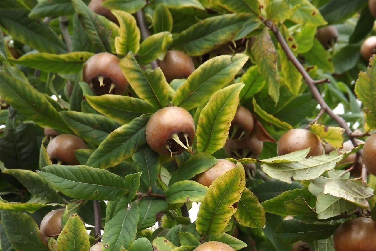 Nieszpułka - jedno z najstarszych drzew owocowych. Jak je uprawiać i jaką odmianę wybrać?