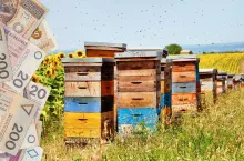 Dopłaty dla pszczelarzy: coraz mniej czasu na złożenie wniosku