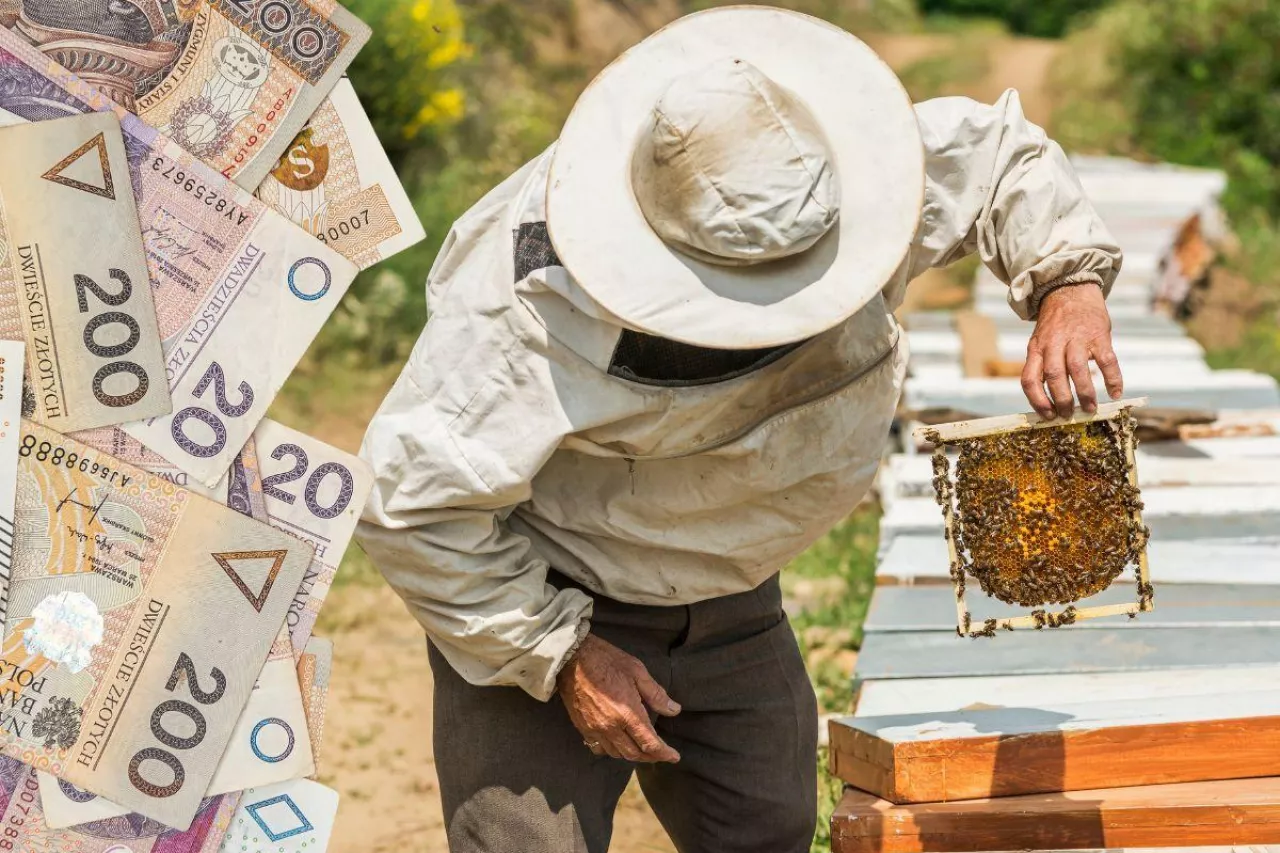 80 mln złotych na dopłaty do pszczół. Na jakich warunkach można dostać pieniądze?