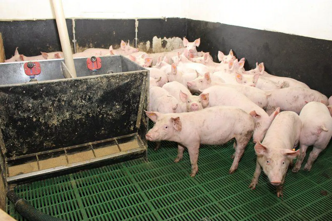Jakie są ceny świń w Polsce na początku kwietnia 2024?