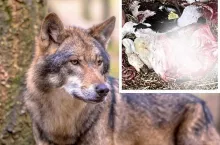 Rolnicy mają coraz większy problem z wilkami, które atakują ich zwierzęta