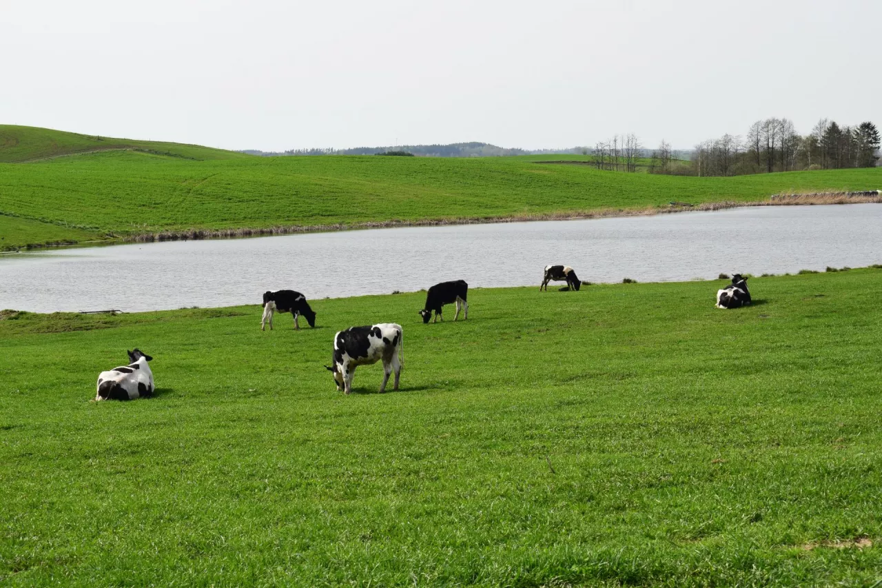 W sezonie wiosenno-letnim młodzież korzysta z paśników, natomiast krowy utrzymywane w oborze wolnostanowiskowej mają do dyspozycji okólnik