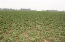 Zazwyczaj plony rzepaku w gospodarstwie państwa Kraszewskich wahają się od 4,5–5 t z ha. W minionym roku padł rekord – 5,956 t/ha