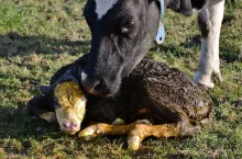 ​Poród u krowy rozpoczyna się w momencie pojawienia się skurczów, parcia i widocznego pęcherza płodowego