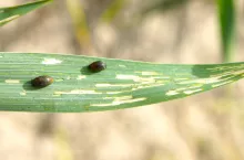 Larwy skrzypionek z kulistą czarną głową i 3 parami krótkich nóg tułowiowych mają barwę brunatnożółtą, są pokryte śluzem i odchodami. Jedna larwa skrzypionki może zniszczyć do 3,5 centymetra kwadratowego powierzchni liścia. Kilka larw jest w stanie zeskrobać miękisz z całego liścia
