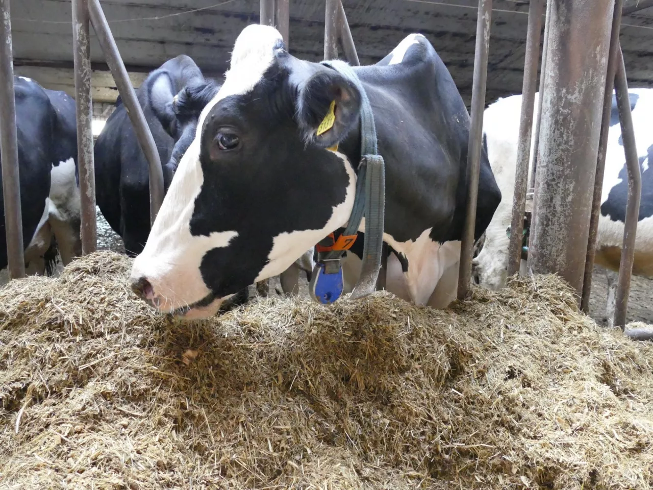 Import, wodorosty i biotworzywa to szansa na wyższe ceny mleka