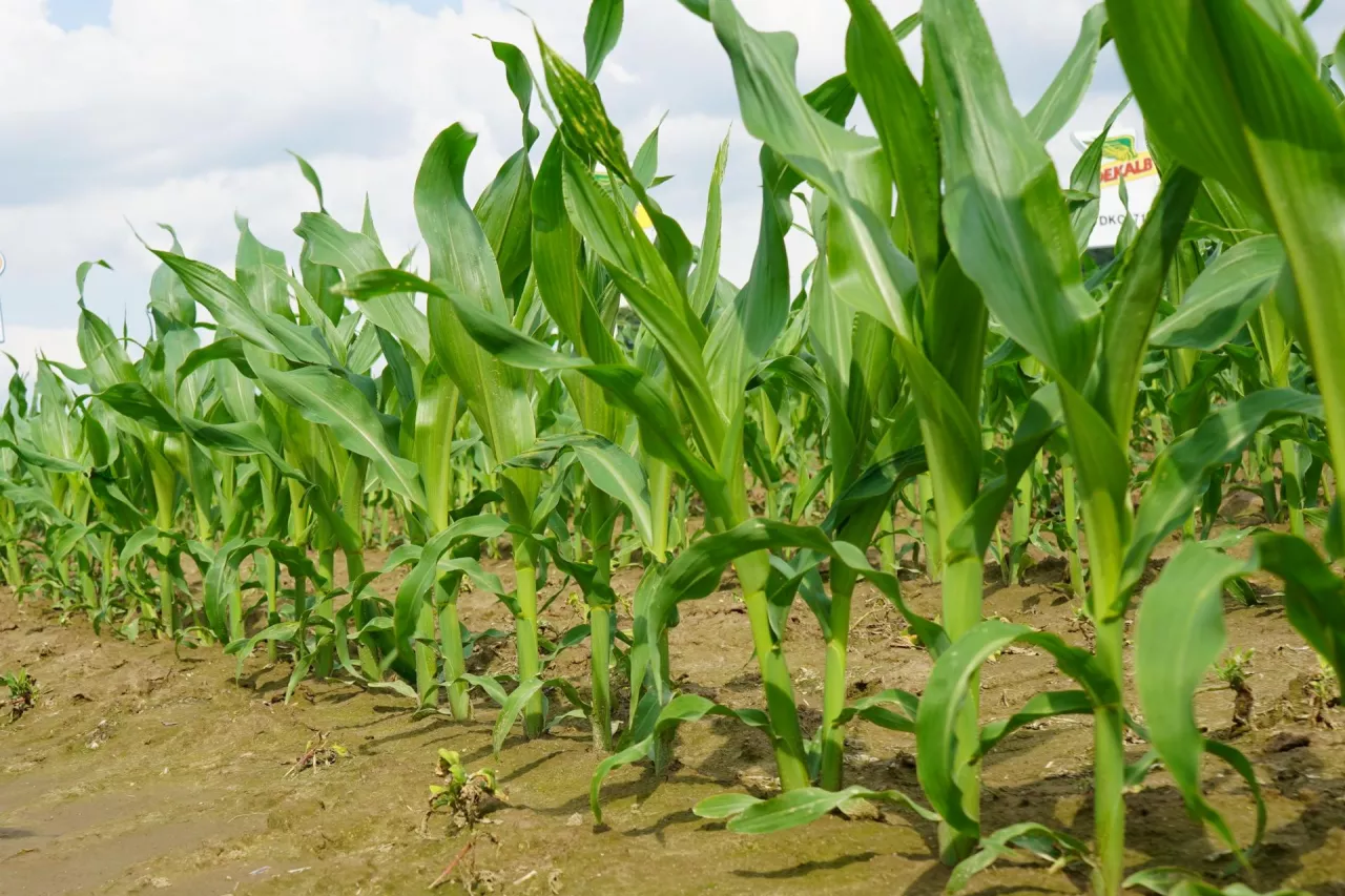 Słodka DIMBOA chroni kukurydzę przed omacnicą tylko we wczesnych fazach rozwoju roślin, mniej więcej do fazy 6–8 liści, jak wynika z badań – do osiągnięcia przez rośliny wysokości 38 cm