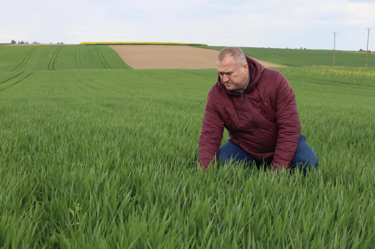 Druga połowa kwietnia: Adam Bojarski, na plantacji pszenicy durum