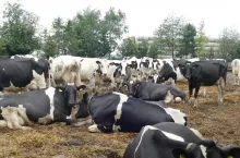 Stosowanie preparatów odrobaczających powinno być jedną z podstaw profilaktyki weterynaryjnej bydła. U zwierząt wypasanych najlepiej jest wykonywać zabieg trzy razy w roku