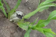 Larwy ploniarki żerując w roślinie kukurydzy stopniowo przesuwają się ku górze docierając do stożka wzrostu. Jego wygryzienie lub podcięcie skutkuje cebulowatym grubieniem szyjki korzeniowej i wybijaniem kilku pędów bocznych. Uszkodzenia kukurydzy przez ploniarkę sprzyjają atakowi pierwszej generacji głowni guzowatej, która występuje w fazie od czwartego do siódmego liścia kukurydzy