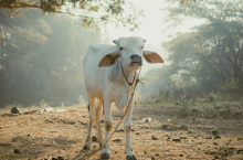 Obecnie w Indiach około 80 milionów osób jest ściśle powiązanych z przemysłem mleczarskim