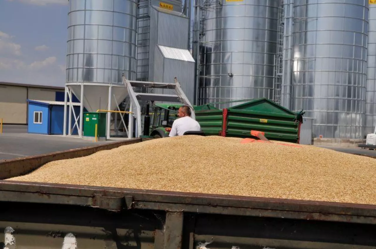 Jakie będą ceny pszenicy w Polsce w tym roku?