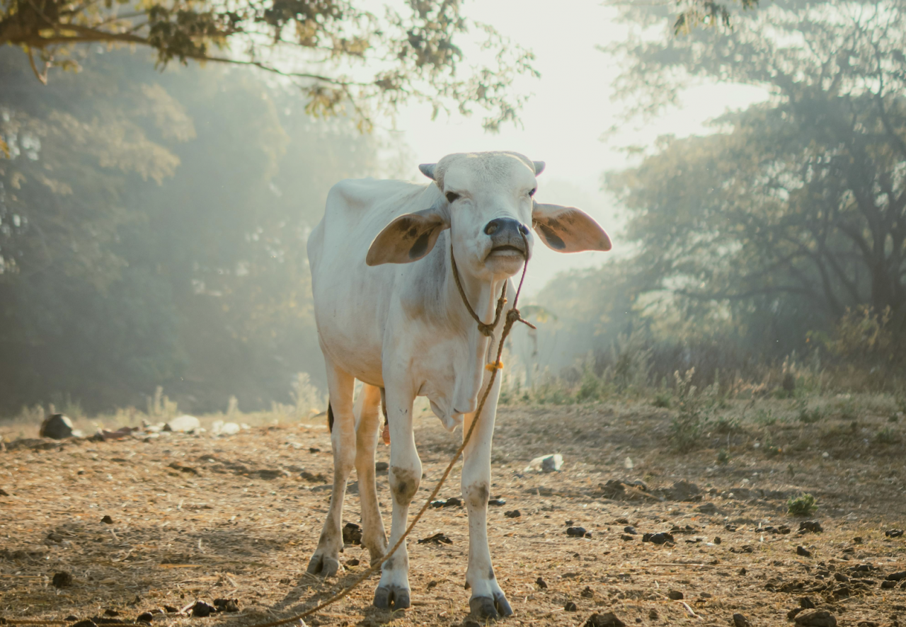 Obecnie w Indiach około 80 milionów osób jest ściśle powiązanych z przemysłem mleczarskim