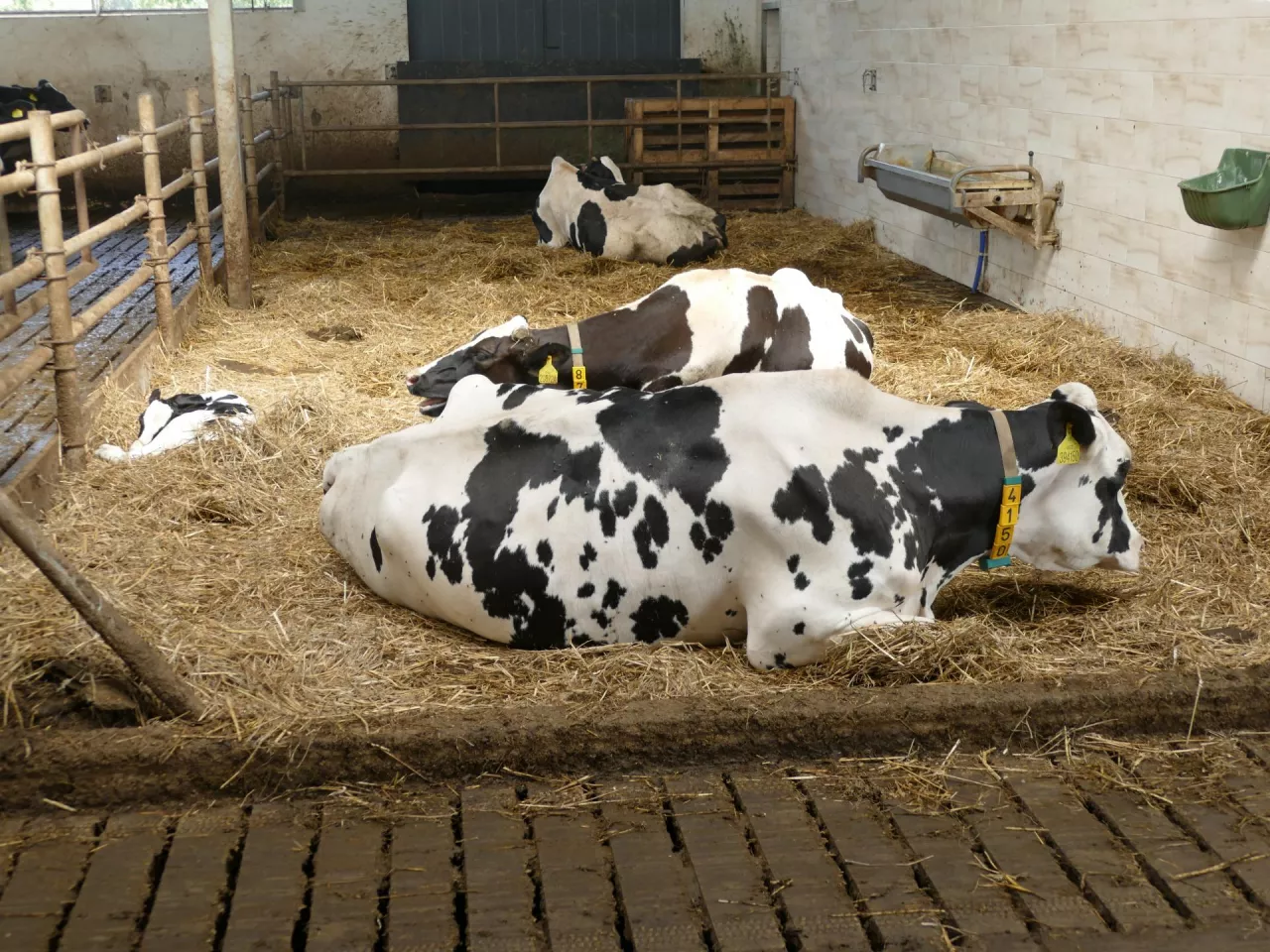 Najnowsze badania potwierdzają, że krowy zasuszone poddane stresowi cieplnemu przez cały okres zasuszenia, produkują średnio 4,5 kg mleka dziennie mniej w kolejnej laktacji w porównaniu z krowami nienarażonymi na stres cieplny