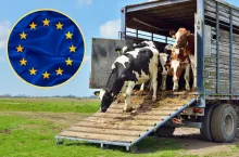 UE zaostrzy prawo o transporcie zwierząt. Wzrost kosztów dla rolnika