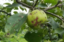 Parch jabłoni to jedna z najgroźniejszych chorób nękających sady. Tegoroczna wiosna sprzyja rozwojowi parcha, więc trzeba chronić jabłonie, by ograniczyć skutki choroby