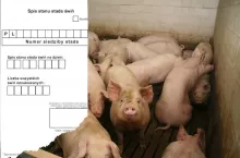 Czy obowiązek spisu stanu stada świń zostanie zniesiony?