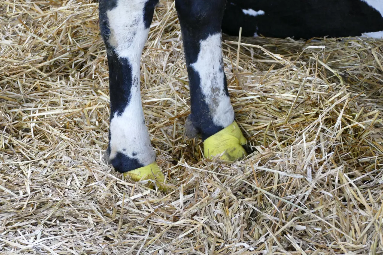 Kulawizny mają bardzo negatywny wpływ na płodność i rozród bydła mlecznego.