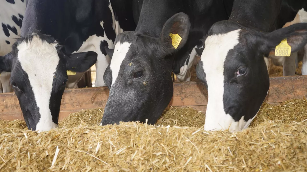 Coraz ciaśniej na unijnym rynku mleka. Jakie są przyczyny?