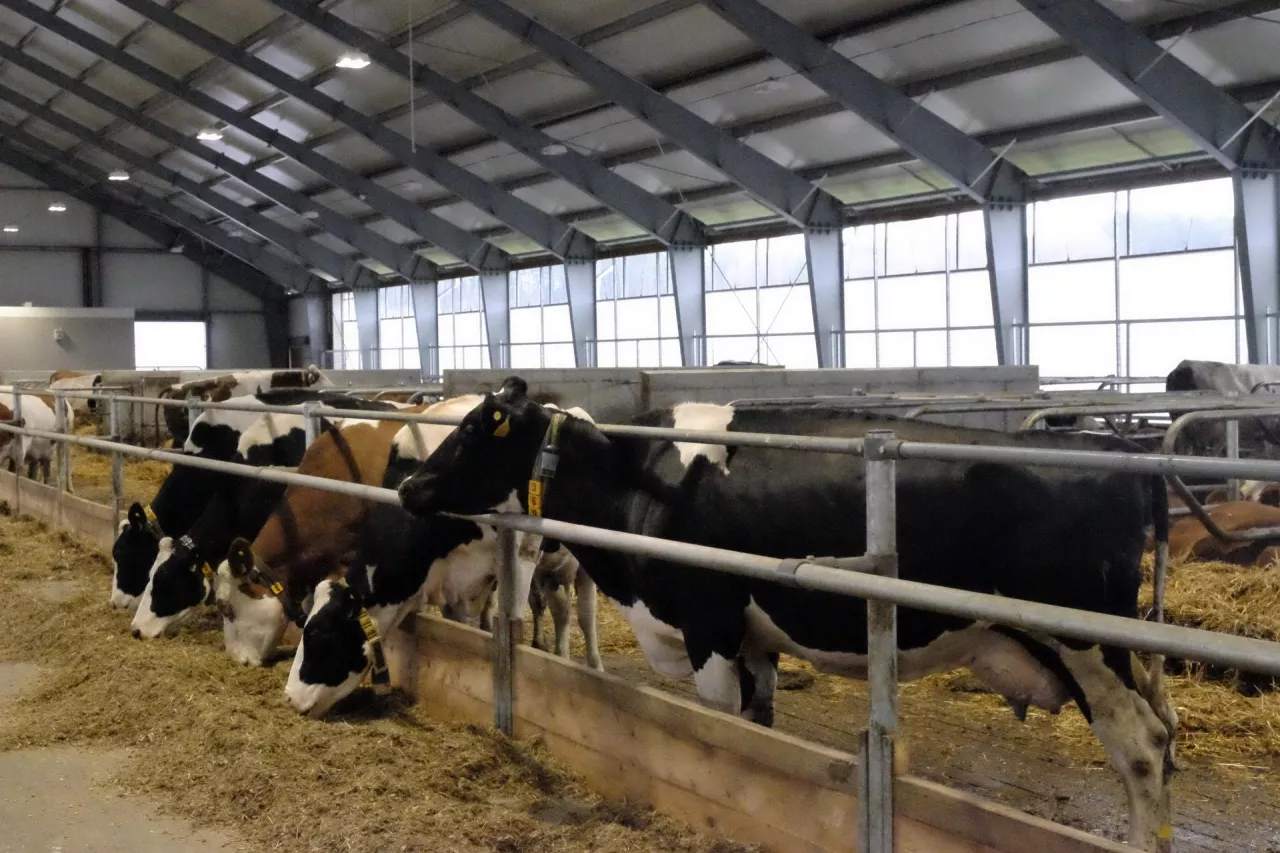 Ze względu na presję kosztów produkcji, niektóre mleczarnie odchodzą od promowania wśród rolników produkcji mleka bez GMO. Aczkolwiek w stadach wysokowydajnych tak czy owak zastąpienie śruty sojowej, a najczęściej jest to GMO, innymi zamiennikami jest praktycznie niemożliwe