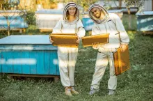 Pasieka, pszczoły, ule