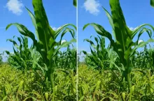 Chwastnica może obniżyć plon kukurydzy na kiszonkę o połowę!
