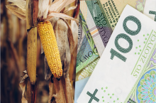 Ceny skupu kukurydzy w listopadzie 2023 r.