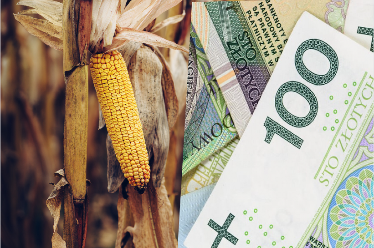 Ceny skupu kukurydzy w listopadzie 2023 r.
