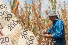 Pomoc suszowa: prawie połowa rolników wciąż bez pieniędzy z ARiMR