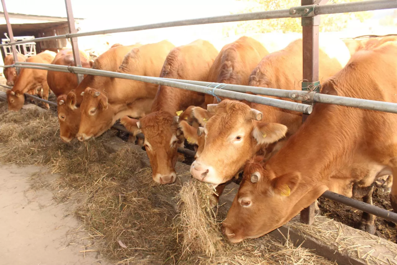 Drożeją krowy. Jakie są aktualne ceny bydła w Polsce?
