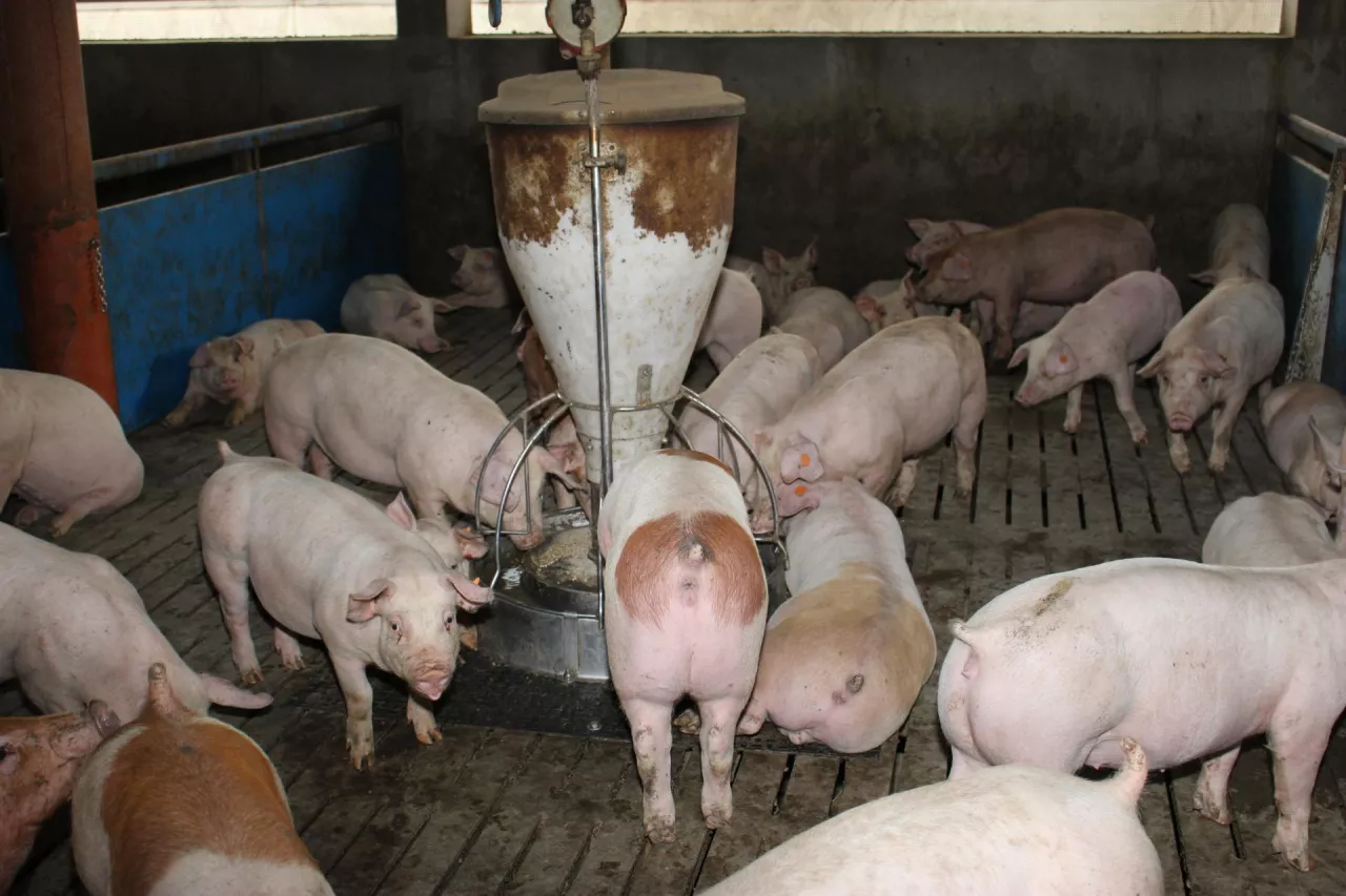 Jakie są aktualne ceny świń w Polsce?