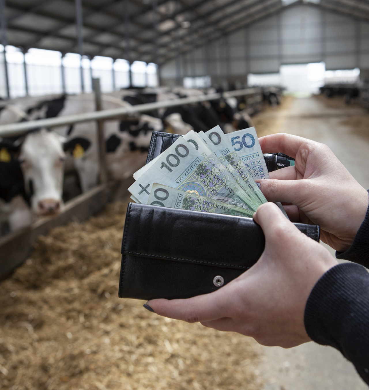 Kiedy wreszcie ceny mleka zaczną rosnąć? Analitycy zmieniają prognozy