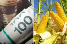 Rolnicy żądają dopłaty do zbóż sprzedanych od sierpnia 2023. Jakie są jeszcze postulaty?