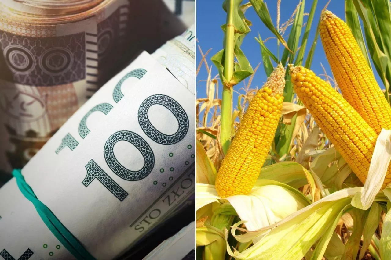 Rolnicy żądają dopłaty do zbóż sprzedanych od sierpnia 2023. Jakie są jeszcze postulaty?