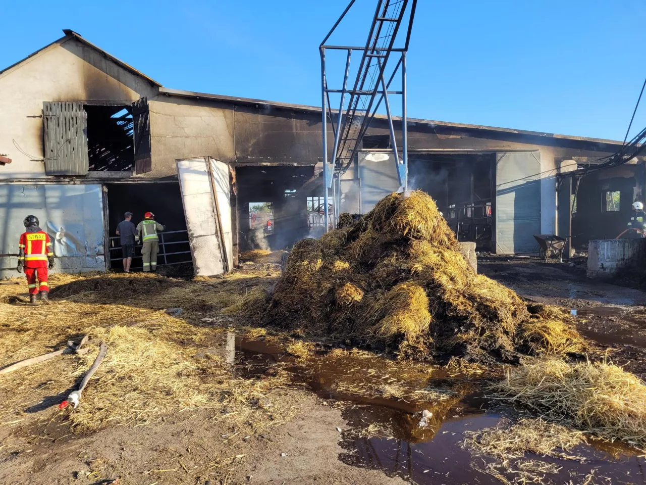 W pożarze pod Koninem w Wielkopolsce padło 38 krów.