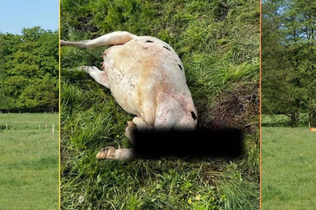 Rolnikowi z Białej Góry ktoś zabił krowę i odciął jej głowę.