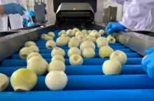Innowacyjna linia do obierania cebuli z Polski. Jak działa? [WIDEO]