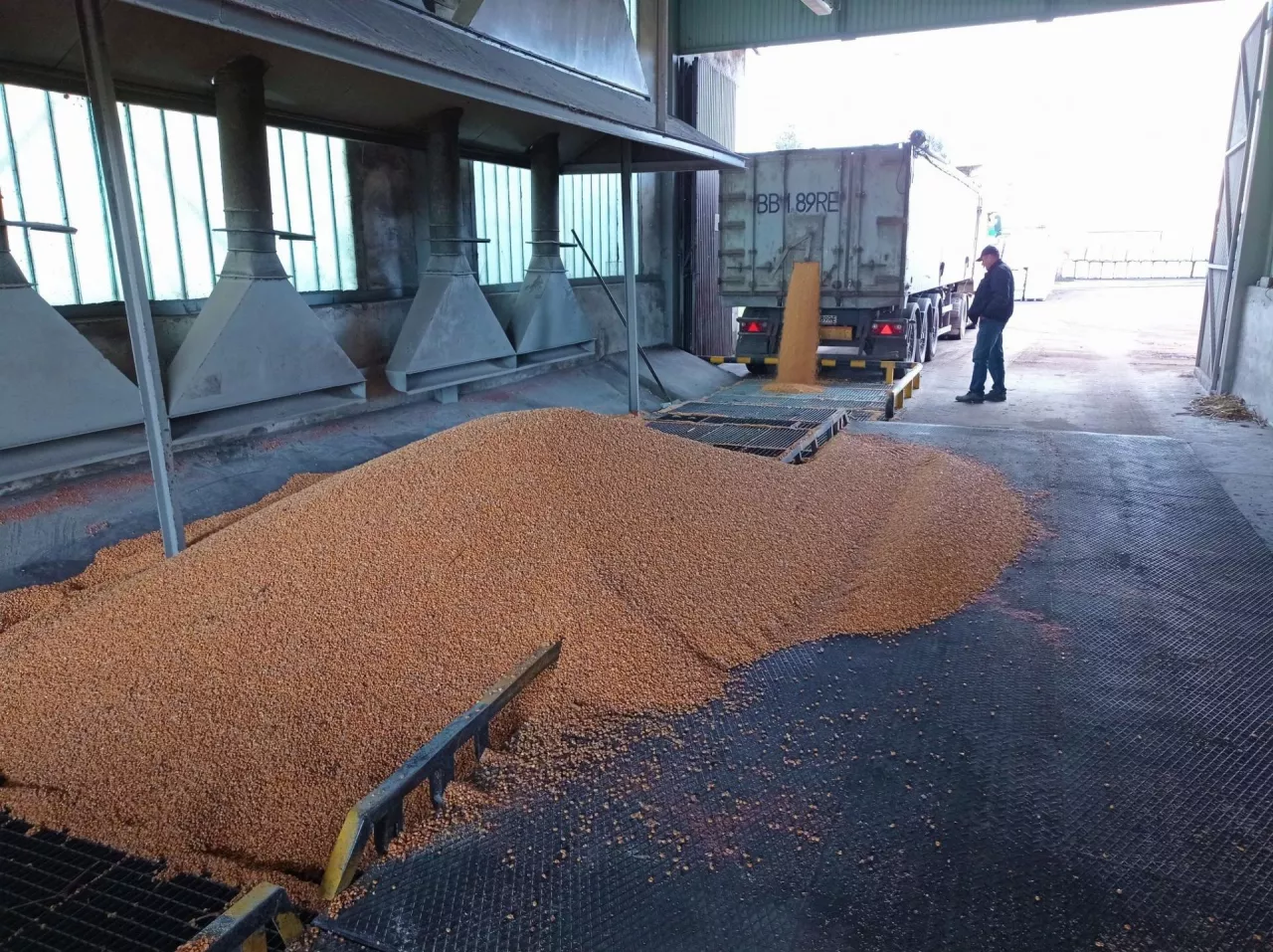Ceny zbóż rosną, spadają ceny nawozów. Raport z rynków rolnych z 17 maja