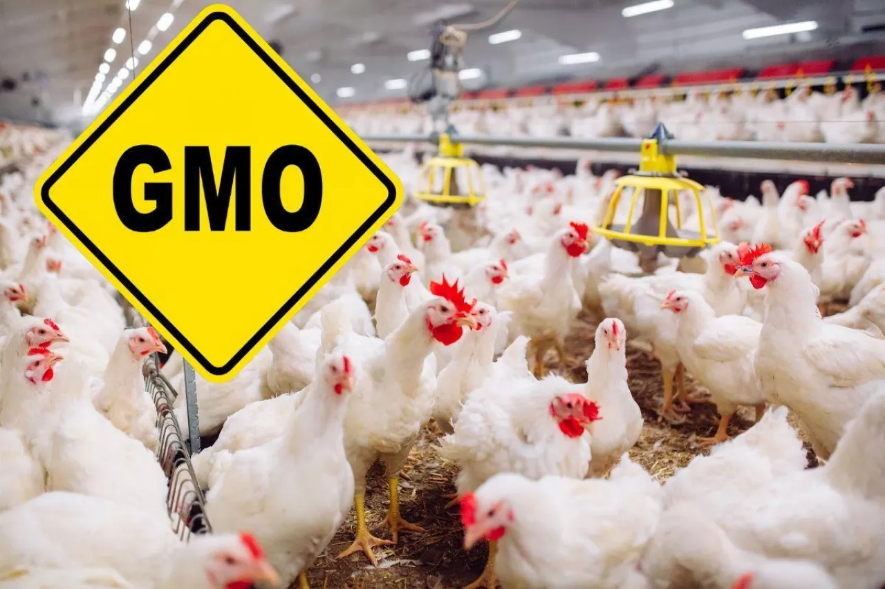 Zakaz pasz GMO przesunięty na 2030 r. Dlaczego?