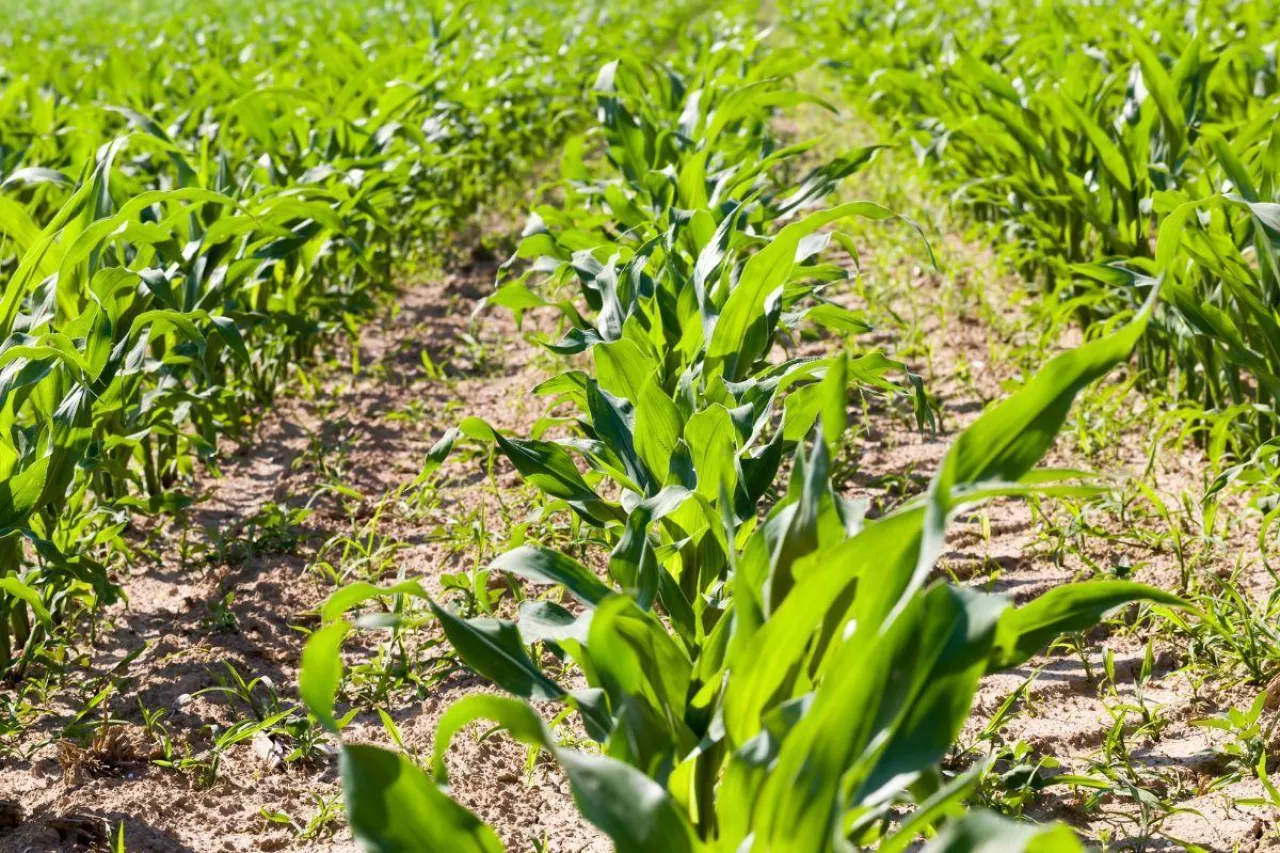Chwasty w kukurydzy: jaki herbicyd stosować w kukurydzy?