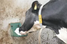 Intensywnie pocąca się krowa wydala ze swojego organizmu wodę oraz znaczne ilości sodu i potasu, co wymaga uzupełniania elektrolitów. Z tego powodu tak ważny jest stały dostęp do lizawek solnych
