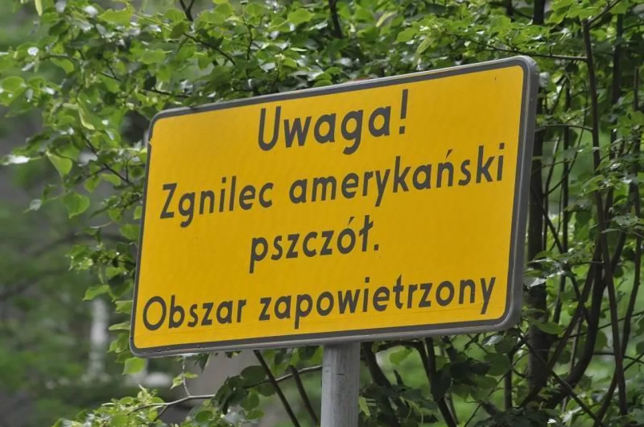 Uwaga pszczelarze! Groźna choroba pszczół na Podkarpaciu