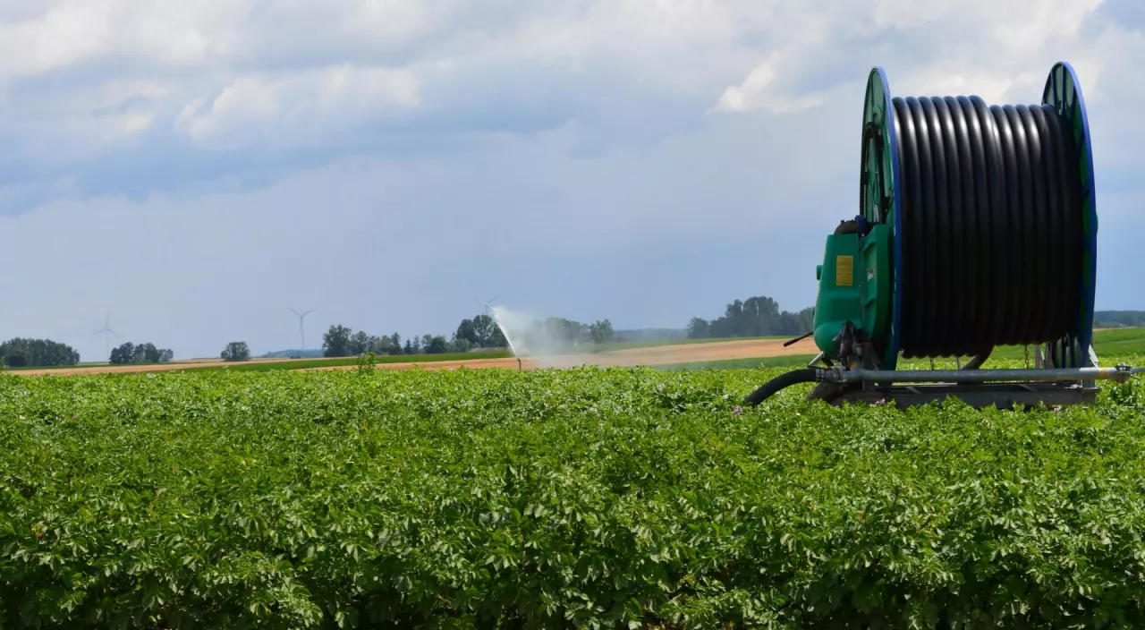 Latem na plantacjach nawadnianych dogodne do rozwoju warunki znajduje zarówno zaraza, jak i alternarioza ziemniaka. W ochronie wymaga to stosowania najlepszych fungicydów skutecznych na obie jednostki chorobowe